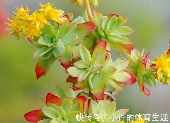 多肉薄化妆养护注意4点,叶色呈现靓丽的粉红色