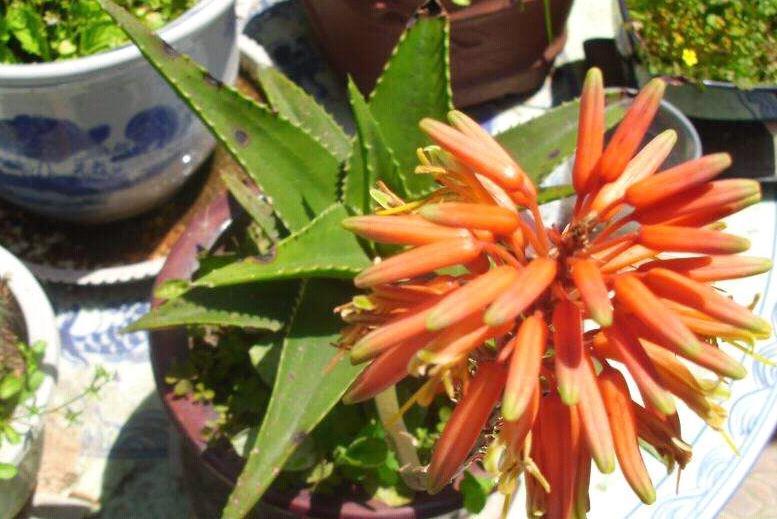 不夜城芦荟好养，易繁殖，为什么轮到自己养却徒长又干瘪