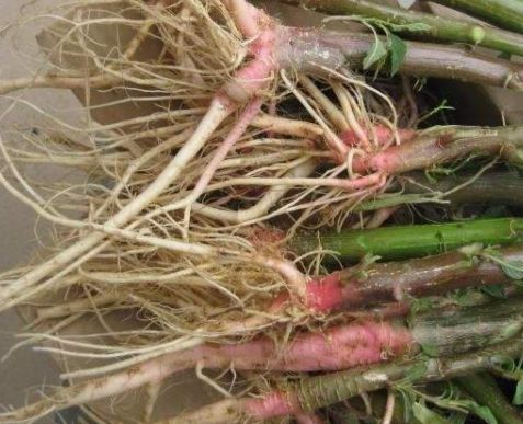 形似大葱，味道像苋菜，常常被忽略