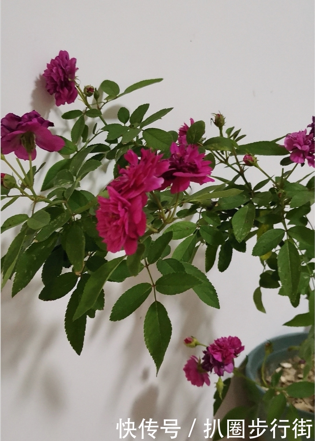 你的那些盆栽月季长得如何？