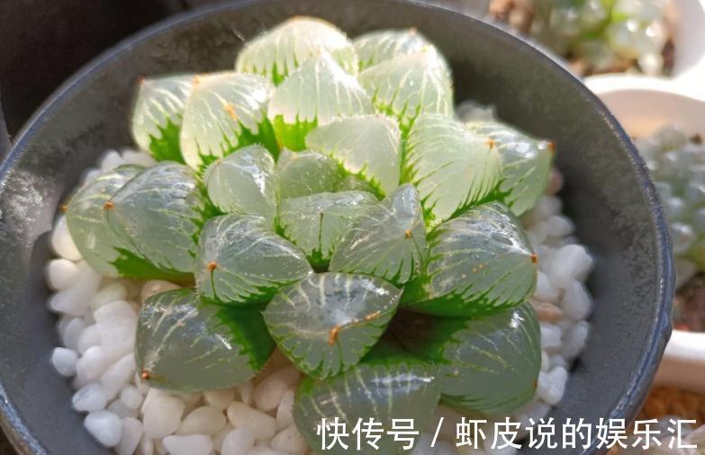 该怎么帮助“新买”的多肉服盆?10年经验的花友:搞定3点“OK”