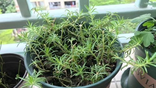 修剪|3种花,扦插最好活,枝条沾土就生根,不出俩月长满盆