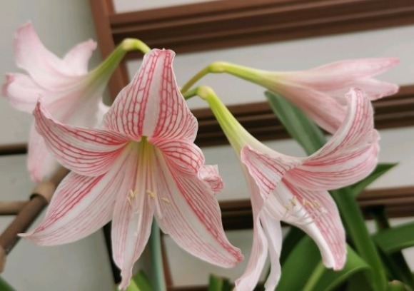 朱顶红|朱顶红还在长叶子给它做3步,让它睡一觉,“睡醒”直接开花!