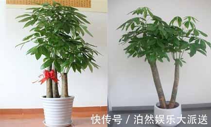 玉树|适宜客厅养的3种耐旱花，30天浇一次，茎壮花爆盆，叶子巴掌大