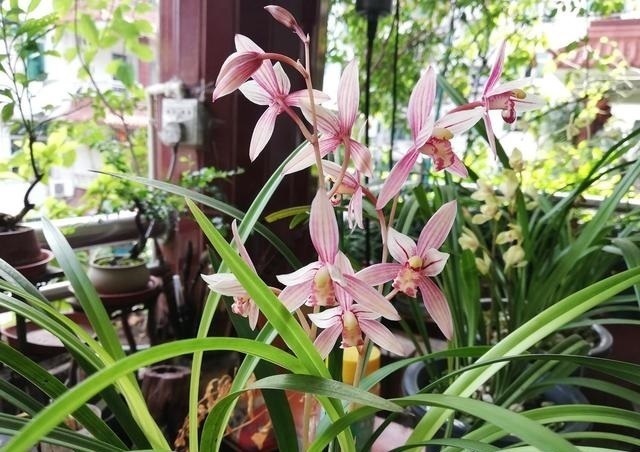 秋凉|秋凉后,养3种花,最好换盆、换土,到时候不开花、黄叶