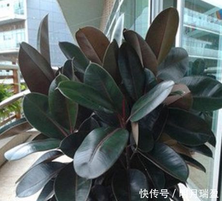 家里一定养的5种花,花开媲美玫瑰,花朵姿态万千,美