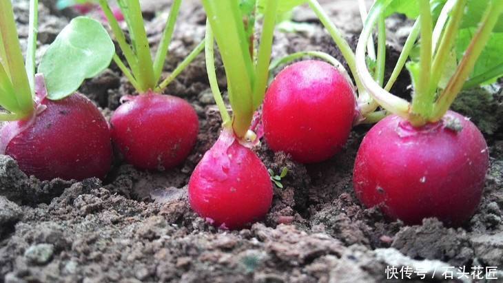 好吃|用了45天时间,在阳台种了“2盆”萝卜,好看又好吃