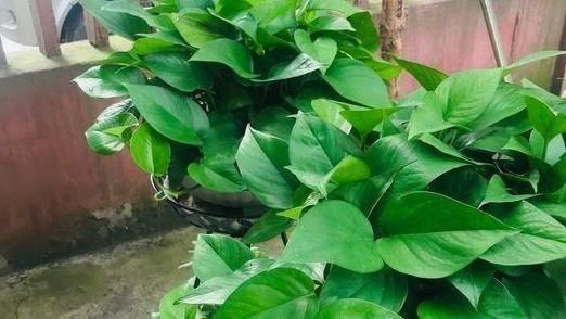 上当|6种耐阴花,养了“不上当”,室内百搭盆栽,摆在角落也爆盆