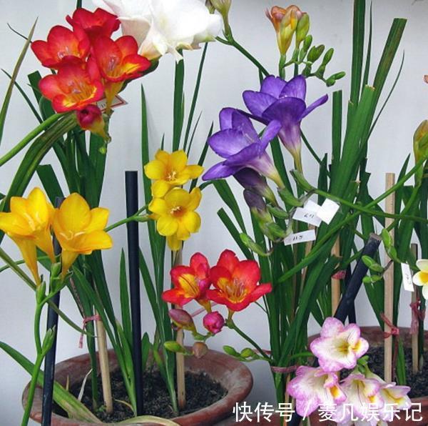 2种漂亮的球根花卉，夏天枯萎也别扔，秋凉后还能再次开花，惊喜