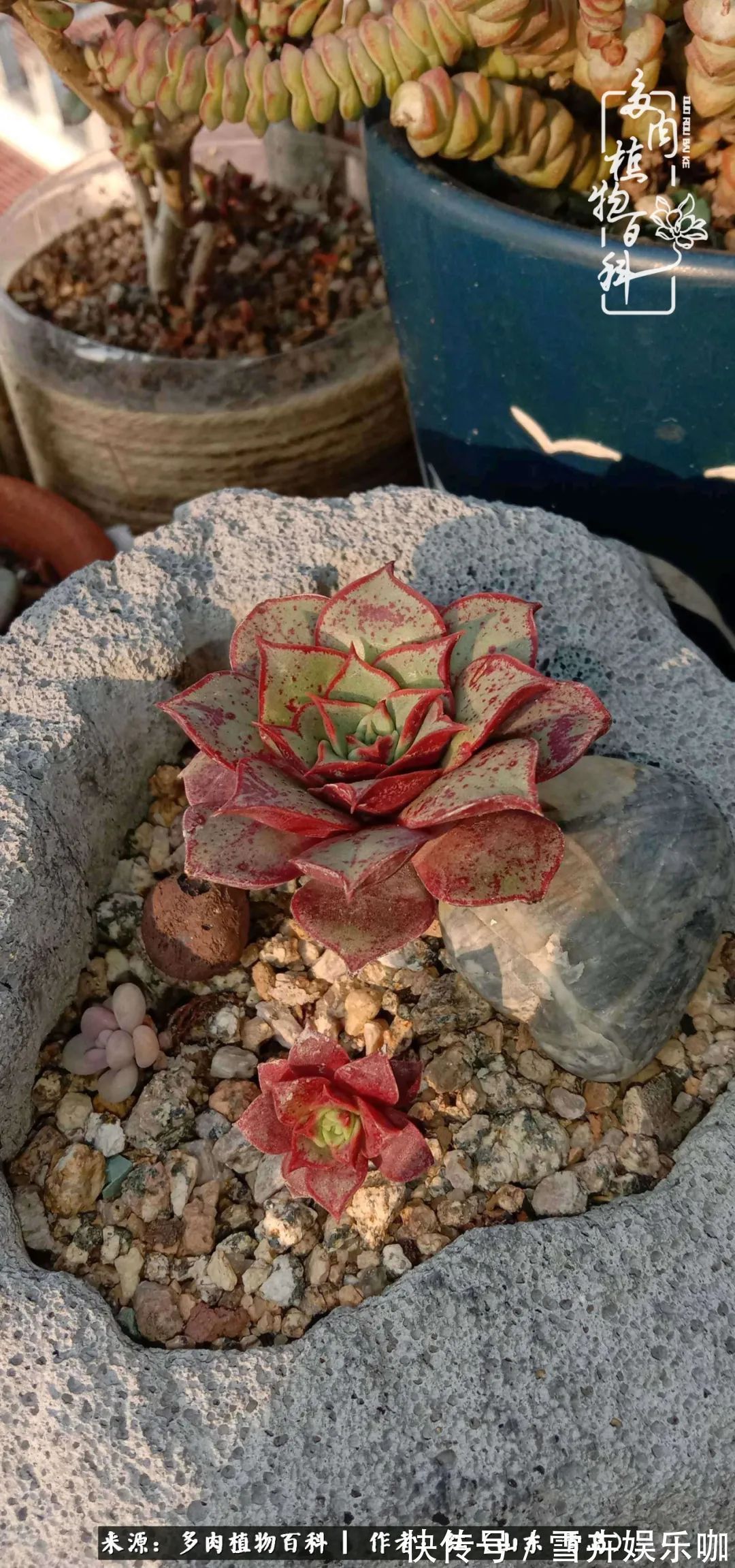 红稚莲|多肉度个夏,回到解放前!曾经有多美,现在就有多丑!