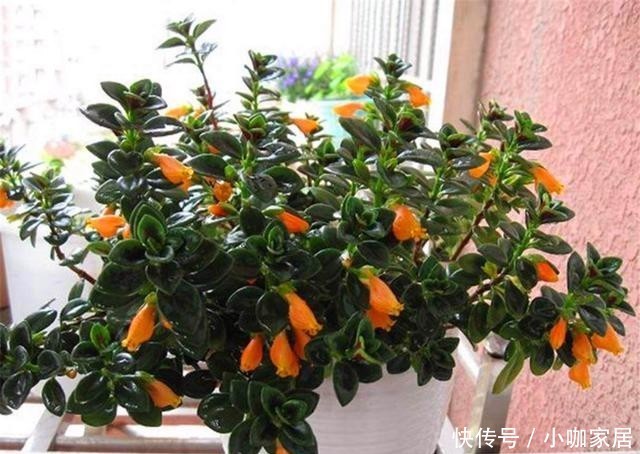 牢记|冬天养金鱼吊兰,“3喜1怕”要牢记,学会了叶子翠绿花满枝头