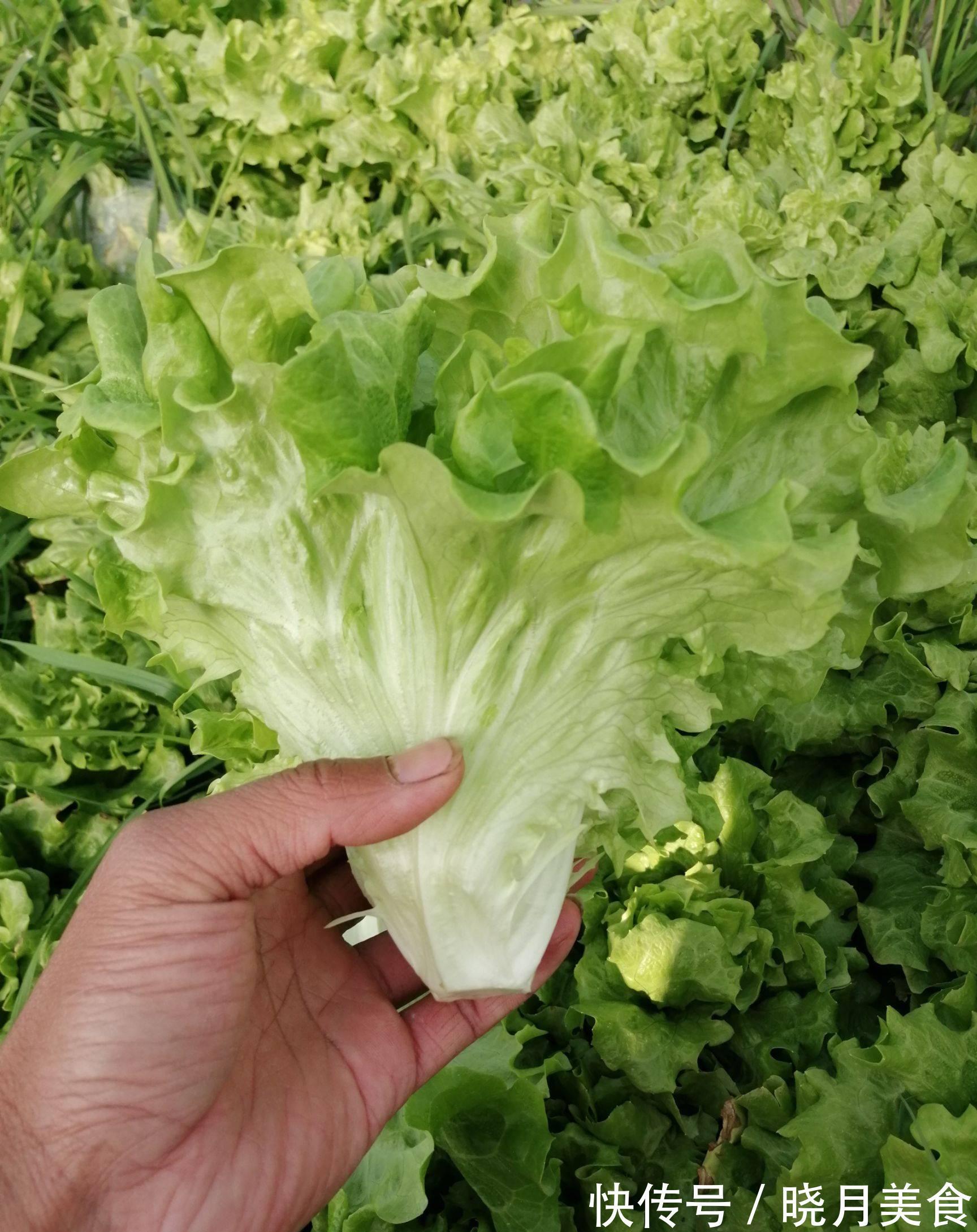 7种“蔬菜”冬天种,0度冻不死,吃一茬冒一茬,连续吃半年