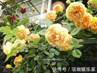 花仙子的阳台,30多种月季如瀑布,路人都停下来观望,太美了