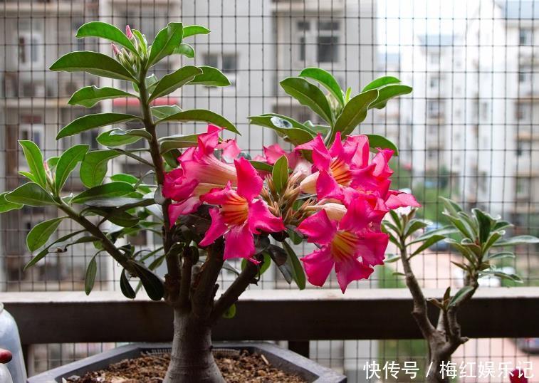 喜阳植物|去朋友家玩，发现她家阳台有一种花卉，太漂亮了，拍给大家看看
