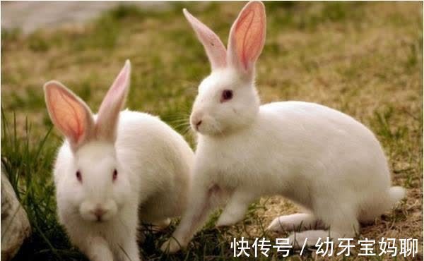 十二生肖|十二生肖之“兔”，为什么说属兔是最好的性格？大多都是先苦后甜