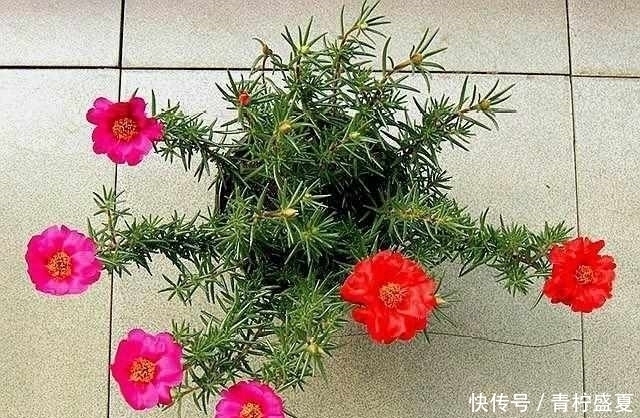 3种花很贵,买不起就不用买,扦插一根枝条,就能开花大半年!