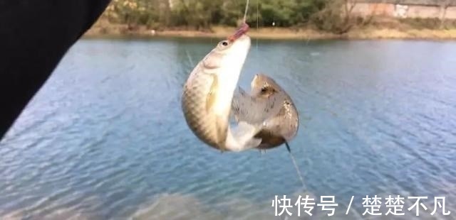 天冷钓鲫鱼,线组要用多细才有口?很多人其实都搞错了!