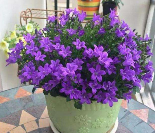 这些“老话”通俗易懂,能叫养花人少走弯路