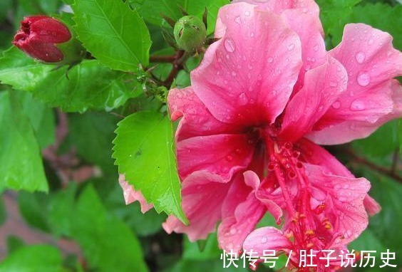 复合肥|天气越热，这些“开花劳模”表现越好，建议别停肥，否则花量减半