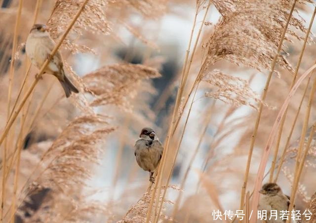 红叶银杏之后，芦花上线！北京初冬芦苇最佳打卡地出炉！美哭~