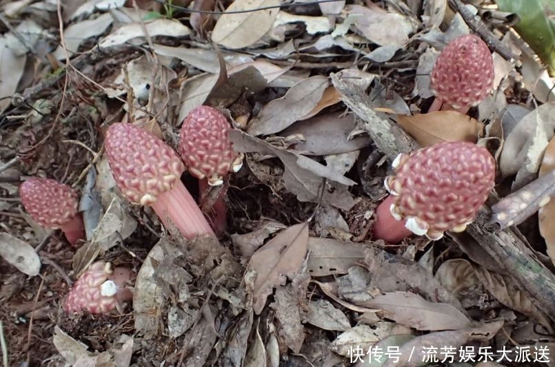 长相|它名叫“红冬蛇菰,”长相酷似菌类植物,一年只能采摘几斤
