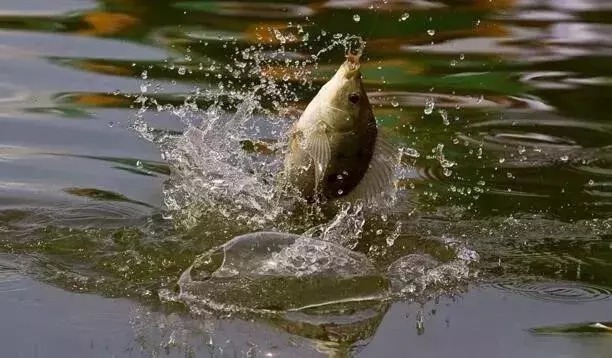 冬钓窝里有鱼星但没口？老钓友教你一招，轻松解决难题！