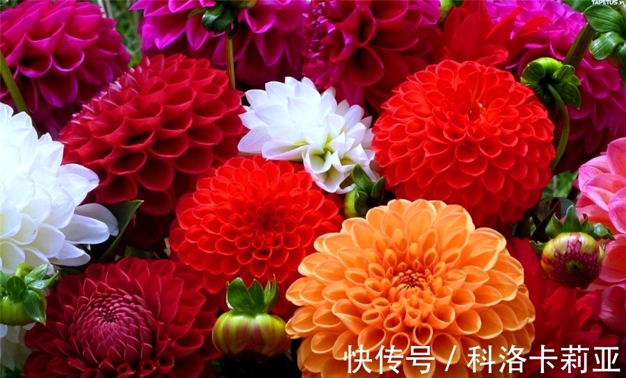 家庭盆栽大丽花,把握“4个要点”,不黄叶开花多,过年开爆盆