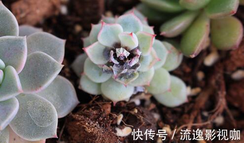 浇水|多肉难度夏,叶子皱巴巴“就浇水”小心烂根水化“找上门”!