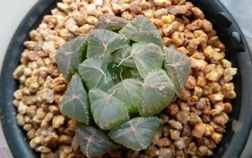 塑料杯子没用？给多肉植物扣一个，叶子马上变圆润又水灵