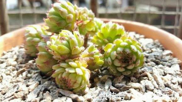 3种多肉最“保值”，越养越值钱，赶紧养几棵，5年后价格翻10倍