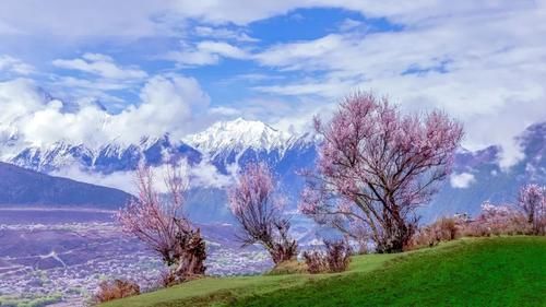 【游学营】这个春天跟雷波老师去林芝，拍桃花吧