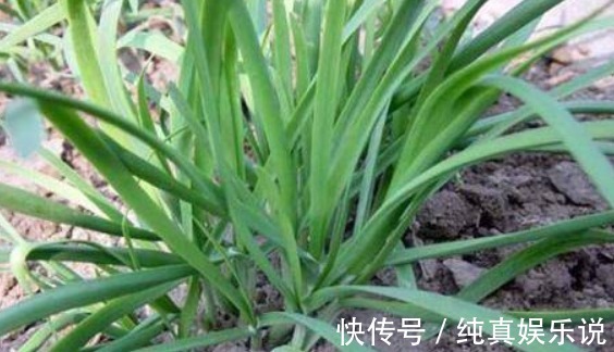 韭菜|女性不想显老,不妨多吃以下四种食物,补血养颜,气色会更好!