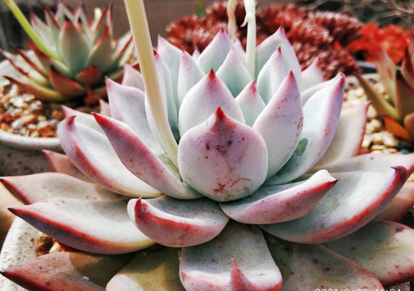 菲欧娜|不爱长杆子的多肉?试试这10个品种,我养好多年了它们还是没长高