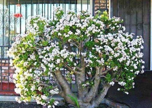 这几种盆栽最适合当传家宝，养一棵能传十代，长寿旺福又聚财