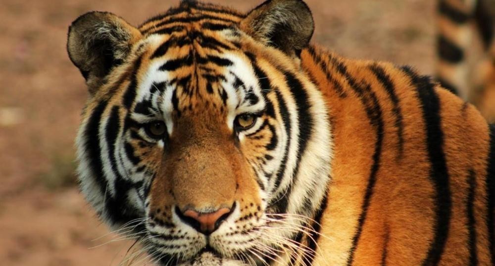 梁山|李逵母亲被老虎吃掉,为何宋江没有同情,反而哈哈大笑?