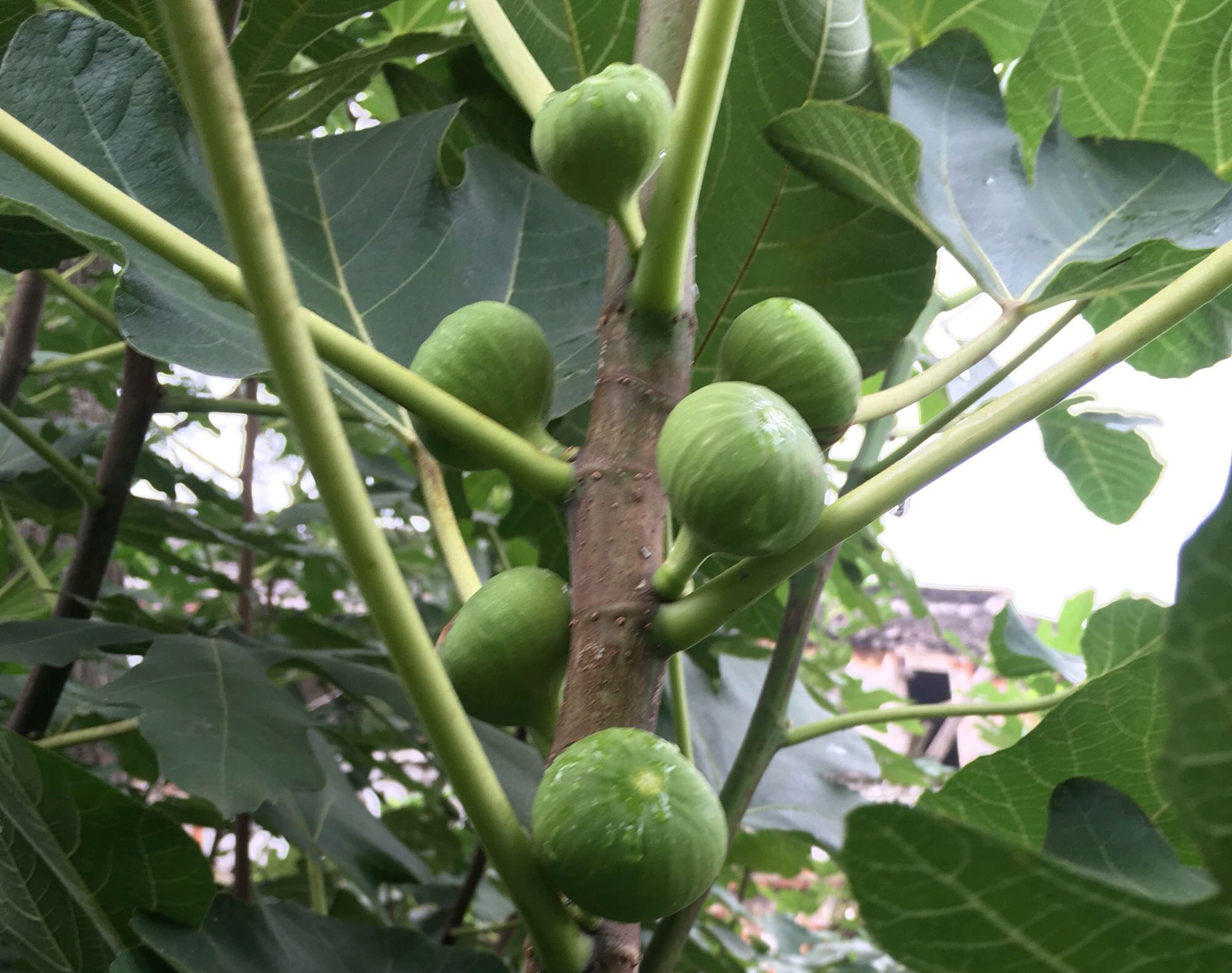 枝条|无花果水培繁殖难生根教你一招10天生根的方法,试过的都说好