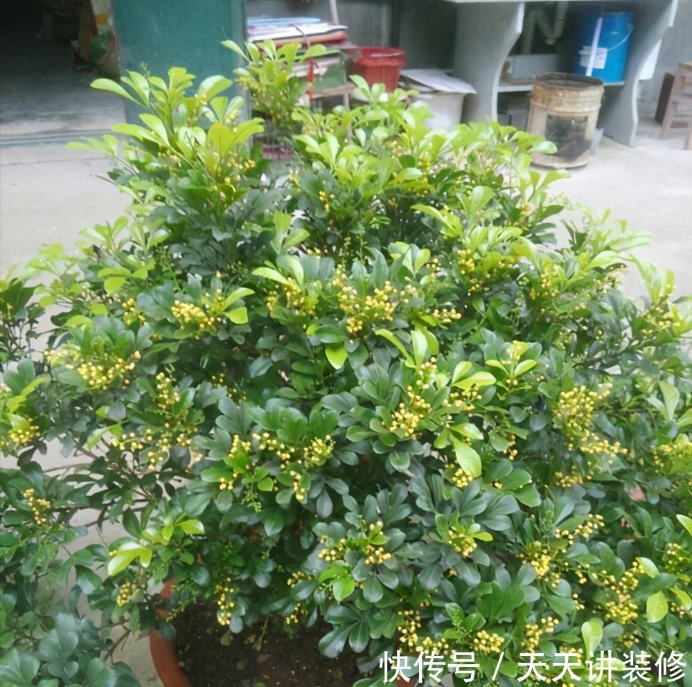 肥大花|7种“漂亮花”,天热要加“大肥”,肥大花大,缺肥耽误一年花
