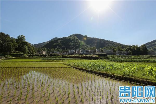 芒种|贵阳乌当区李资村：芒种时节，不误农时