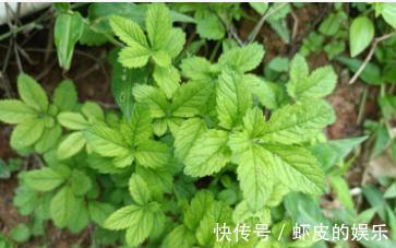 龙芽草|农村常见的野草,人称“仙鹤草”,用来煮水作用大,对女性有好处