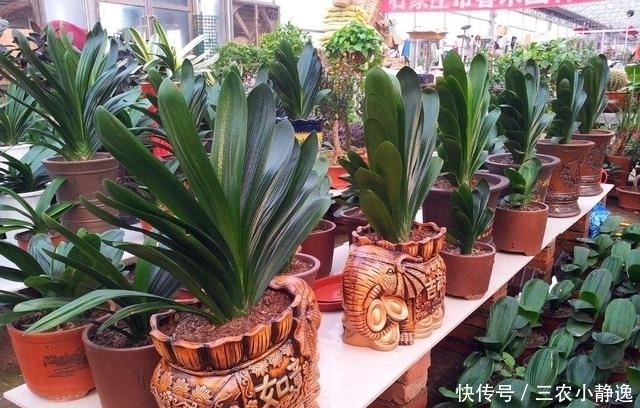 家里养花“讲究大”,2种花“镇宅”, 2种花旺家,要养起来