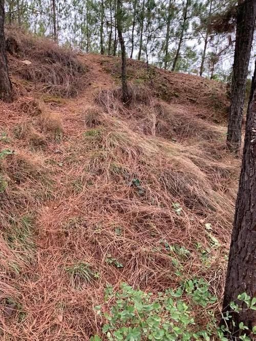 松针土|营养土还在买?3种东西混一混,变成万能花土,养啥旺啥!