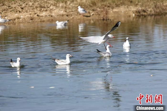 候鸟|贵州威宁草海迎来9万只候鸟“入住”越冬