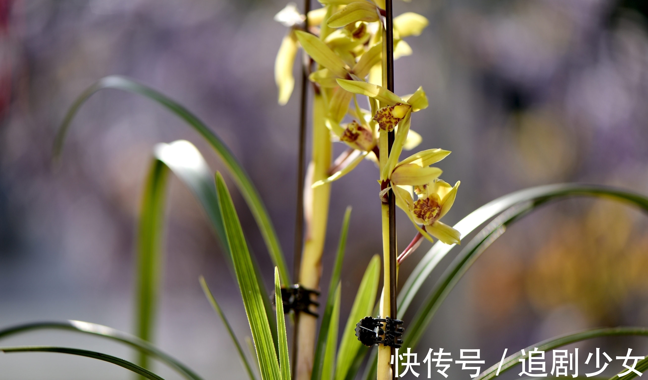 蕙兰养不好?只要注意以下几点,就能养好蕙兰