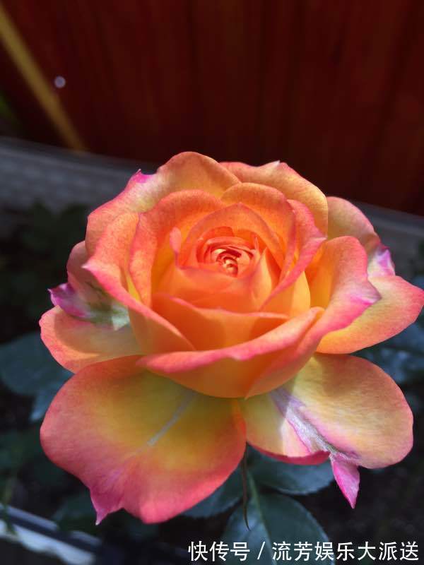 绿萝|别忘绿萝吊兰了，此款盆栽绿植，花美若玫瑰，四季开花，还很好养