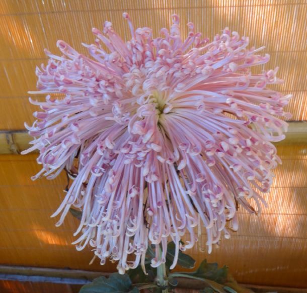 喜欢菊花，就养这几盆“菊中珍品”，似赤夜繁星花团锦簇