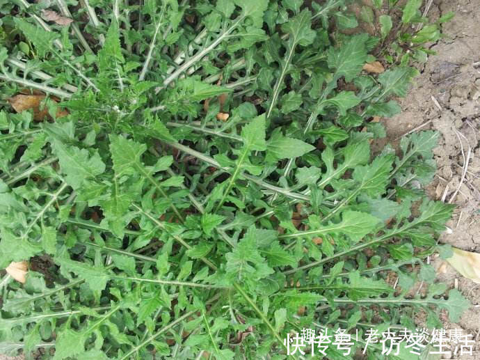 泥胡菜|提个醒在路边遇见这种野菜，一定要拔回家，现在知道还不晚！