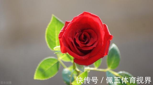 月季|一个月狂卖4万多件,老桩月季收割了多少人的智商税