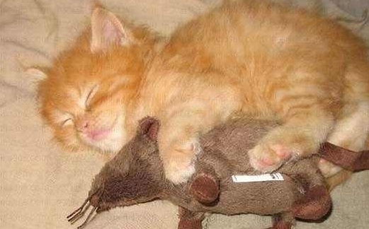 |搞笑动物夫妻睡姿，最后一张太像人类了，你们也太甜蜜了吧！