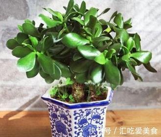 老花农养玉树20年,只做对5点,枝干粗壮,每年都开花