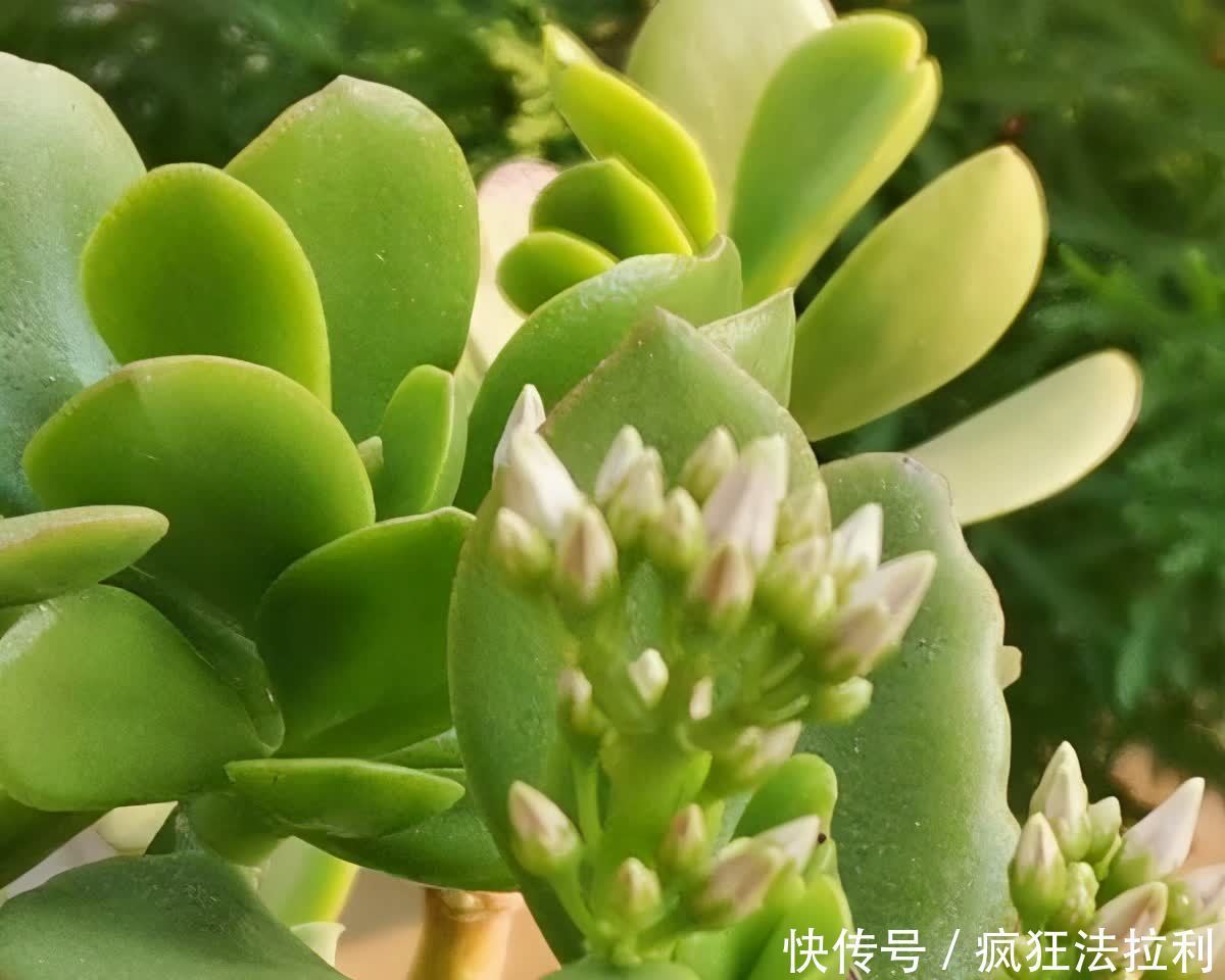 3种“懒人花卉”,不用勤浇水施肥,也能快速生长花很漂亮